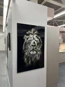 lion1